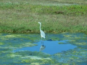 Wetlands Photo by Pamela Berns